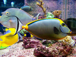 Blond Naso Tang "Naso elegans"