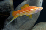 Swordtails "Xiphophorus helleri"