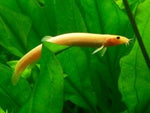Weather Loach "Misgurnus anguillicaudatus"