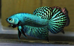 Bettas "Betta splendens"