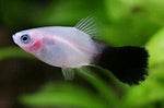 Platy Fish ''Xiphophorus maculatus''