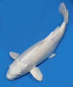 Koi