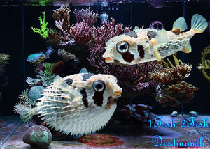 Black-blotched Porcupinefish "Diodon liturosus"
