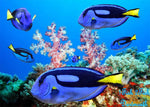 Blue Regal Tang  "Paracanthurus Hepatus"