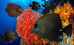 Scopas Tang "Zebrasoma scopas"
