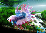 Bettas "Betta splendens"