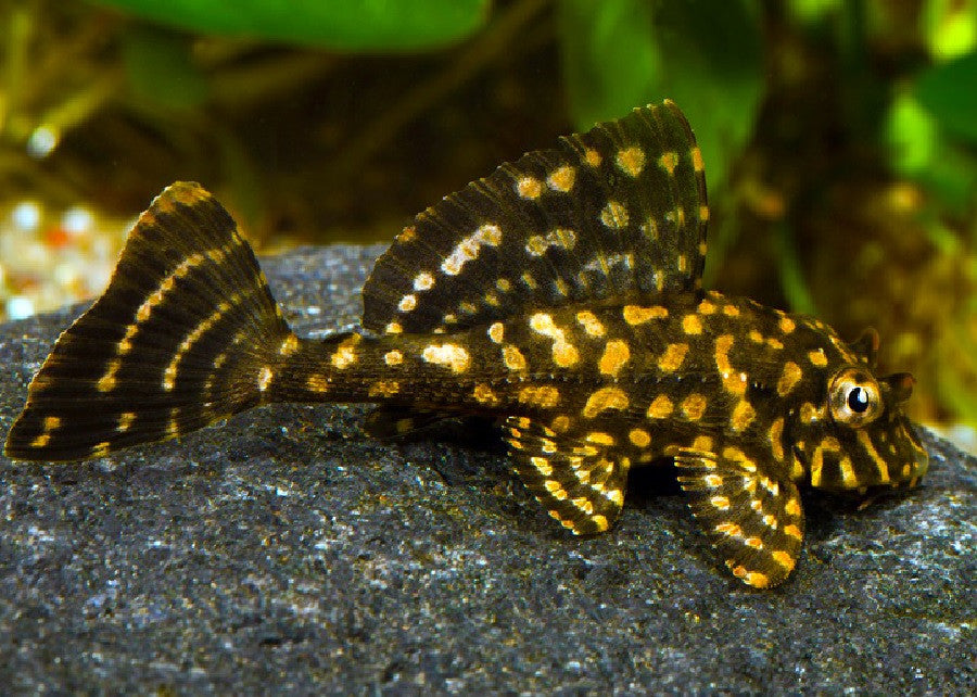 Gold Spot Leopard Pleco ''Pterygoplichthys joselimaianus''- 2.5''