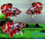 Bettas "Betta splendens"