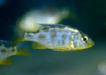 Venustus Cichlid "venustus"
