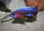 Peacock Cichlids "Aulonocara"