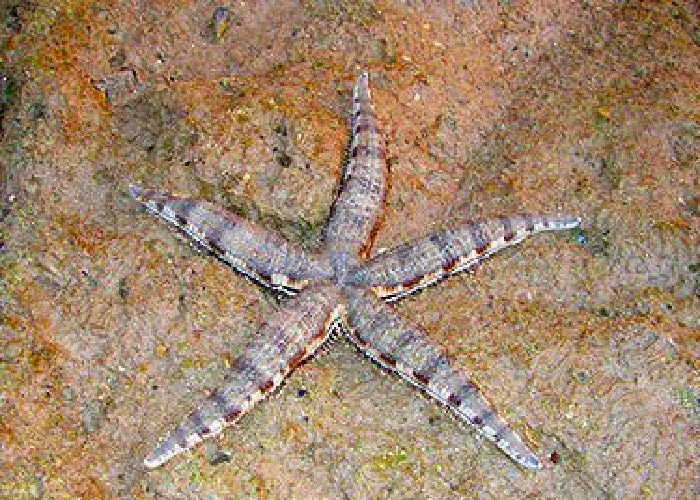 Sand Sifting Starfish "Archaster typicus"