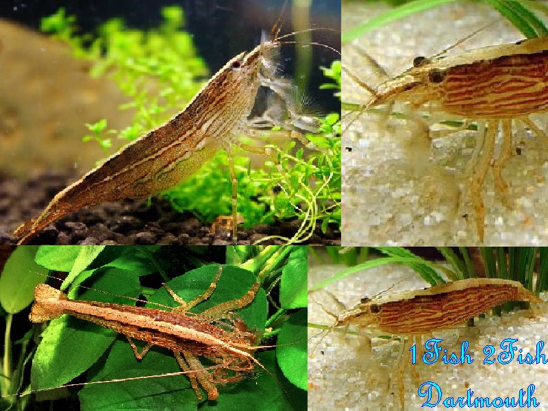 Wood or Bamboo Shrimp ''Atyopsis moluccensis''