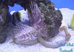 Feather Duster "Sabellatarte indica"