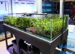 Freshwater Plants