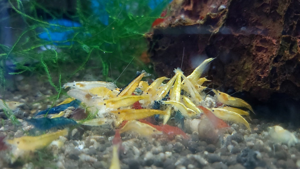 FANCY Mix of Neo Shrimp