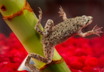 African Dwarf Clawed Frog "Hymenochirus boettgeri"