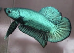 Bettas "Betta splendens"