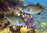 Blue Throat Triggerfish "Xanthichthys auromarginatus"