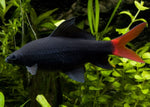 Freshwater Shark