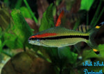 Denison Barb "Sahyadria denisonii"