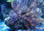 Feather Duster "Sabellatarte indica"
