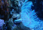 Feather Duster "Sabellatarte indica"