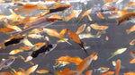 Swordtails "Xiphophorus helleri"