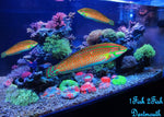 Christmas Wrasse "Halichoeres claudia"
