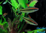 Denison Barb "Sahyadria denisonii"