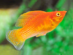 Molly Fish "Poecilia latipinna"