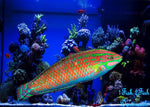 Christmas Wrasse "Halichoeres claudia"