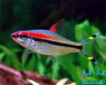 Denison Barb "Sahyadria denisonii"