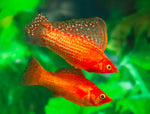 Molly Fish "Poecilia latipinna"