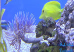 Feather Duster "Sabellatarte indica"