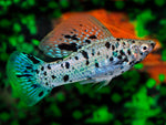 Molly Fish "Poecilia latipinna"