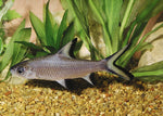 Freshwater Shark