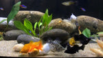 Molly Fish "Poecilia latipinna"