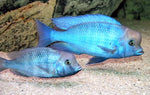 Blue Moori Dolphin "Cyrtocara moorii"- Malawi