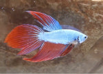 Bettas "Betta splendens"