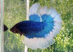 Bettas "Betta splendens"