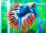 Bettas "Betta splendens"