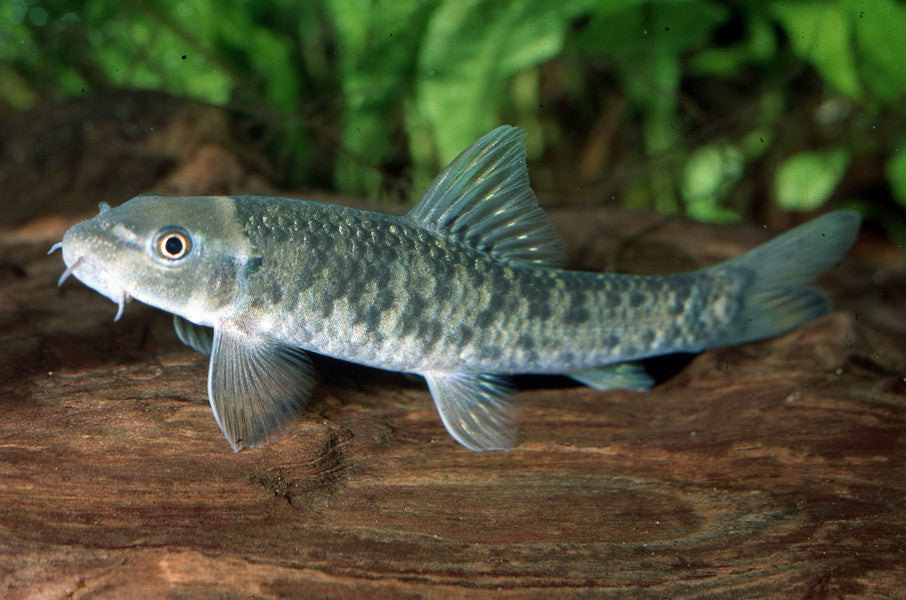 Doctor Fish (Garra Rufa) Close-up Stock Photo - Image of animal, rufa:  49349612
