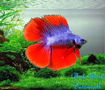 Bettas "Betta splendens"