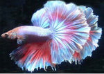 Bettas "Betta splendens"