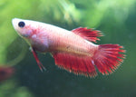 Bettas "Betta splendens"