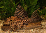 L083 - Sail Fin Pleco - "Pterygoplichthys gibbiceps"