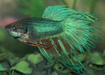 Bettas "Betta splendens"