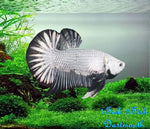 Bettas "Betta splendens"