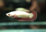 Bettas "Betta splendens"