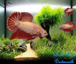 Bettas "Betta splendens"